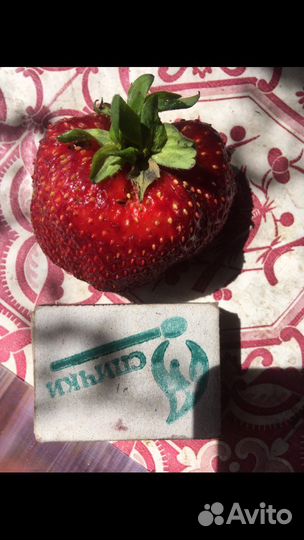 Саженцы сортовой клубники