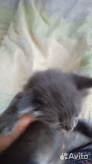 Котенок мальчик