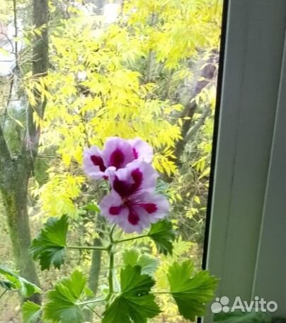 Пеларгония