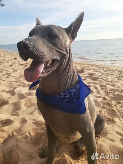 Вязка тайский риджбег - кобель 3 года