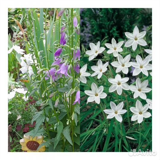 Многолетние садовые цветы