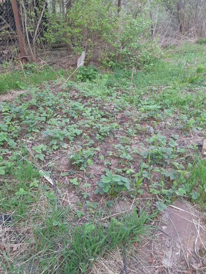 Участок 11 сот. (ИЖС)