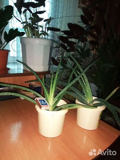 Алоэ лечебный