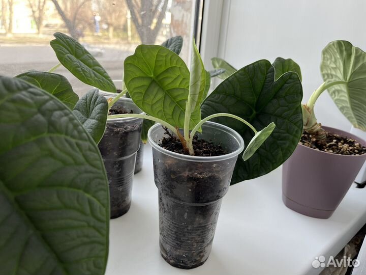 Алоказия мело (melo)