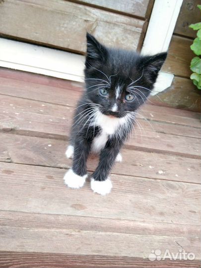 Кошка в дар