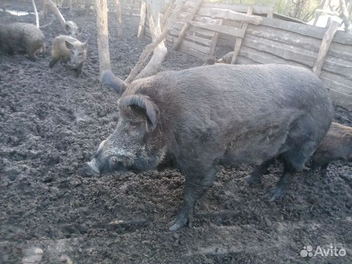 Дикие кабаны