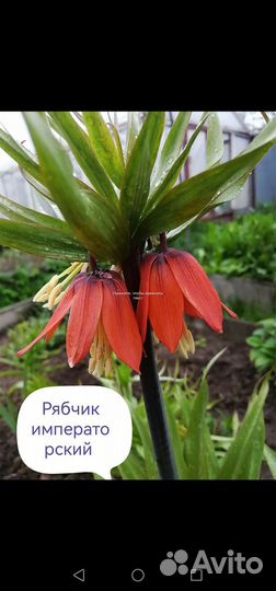 Многолетние цветы 2