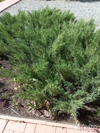 Садовые растения кустарники