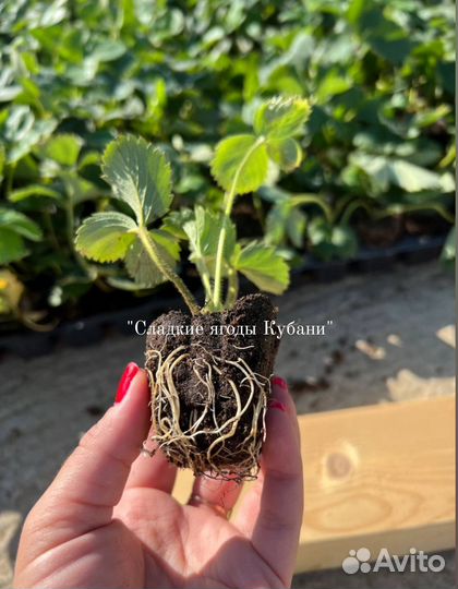 Саженцы клубники