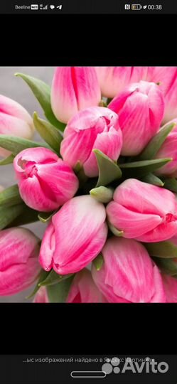 Тюльпаны