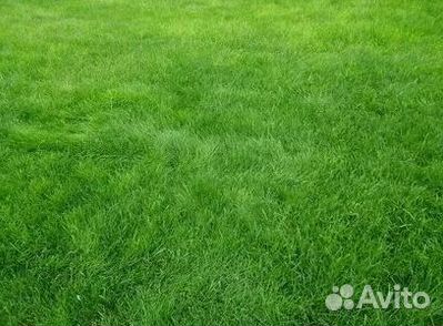 Укладка газона