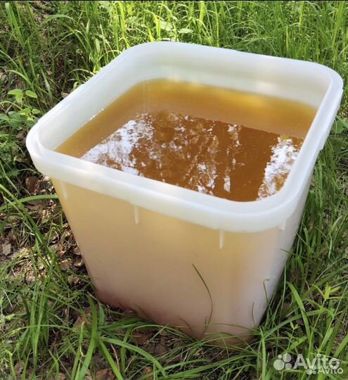 Свежий мёд 2024