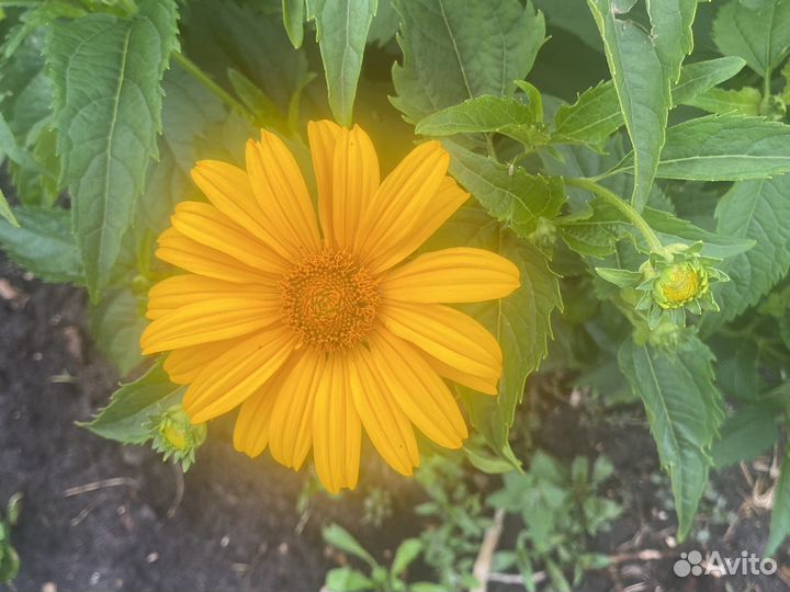 Многолетний цветок