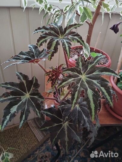 Комнатные цветы бегония