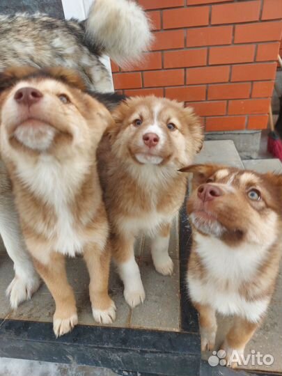 Щенки в добрые руки даром