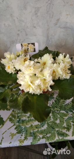 Листики фиалки на срез