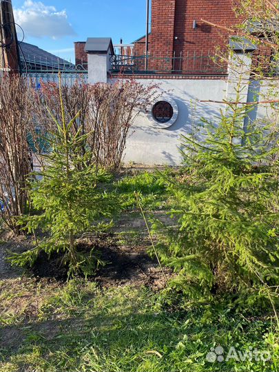 Елки для живой изгороди