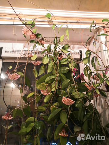 Хойя Карноза сплеш купить в Москве | Товары для дома и дачи | Авито