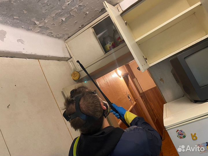 Уничтожение клопов тараканов Дезинфекция