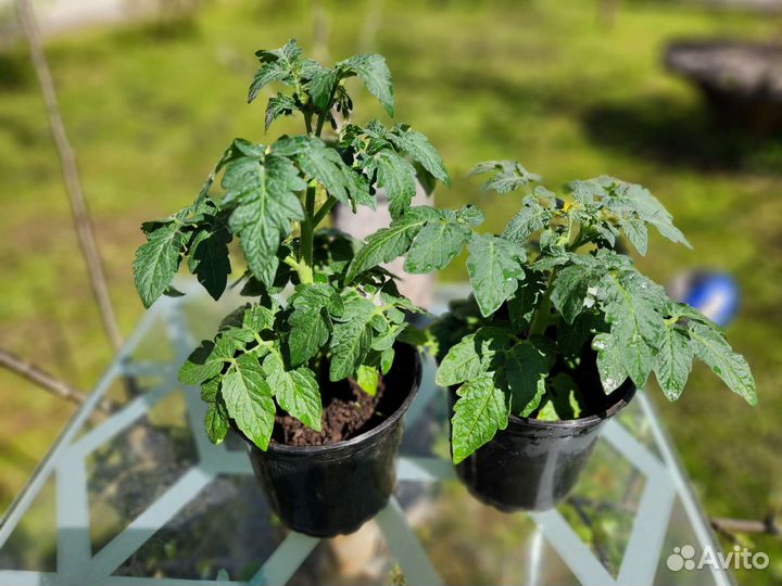 Рассада помидоры черри карлики перец