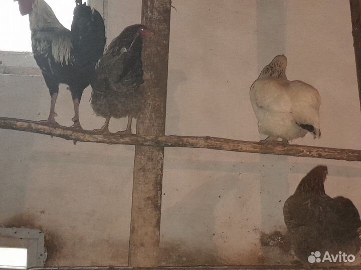 Куры домашние