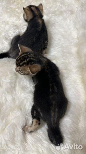 Бенгальские котята
