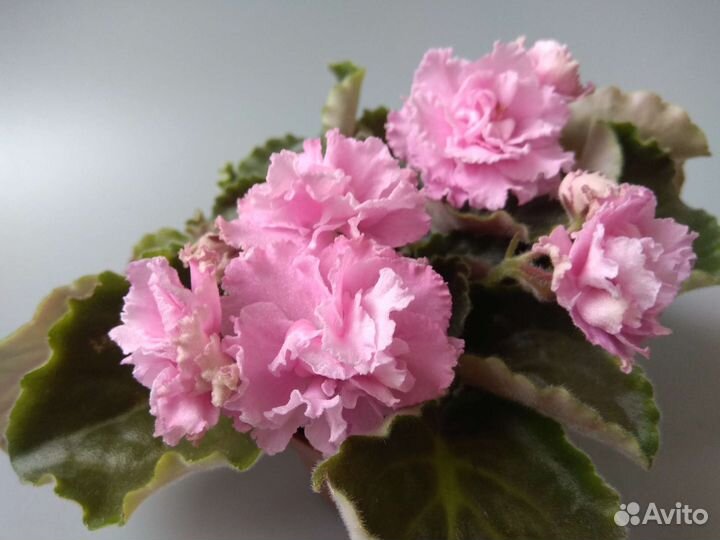 Сортовые фиалки