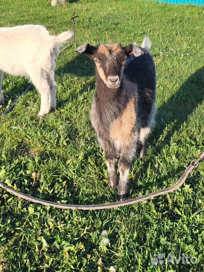 Продам козлят