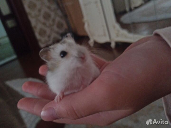 Джунгарский хомяк