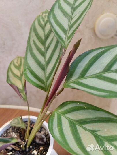 Ктенанта комнатное растение