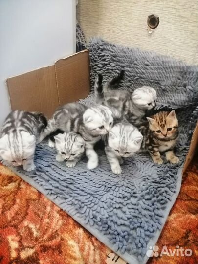 Шотландские