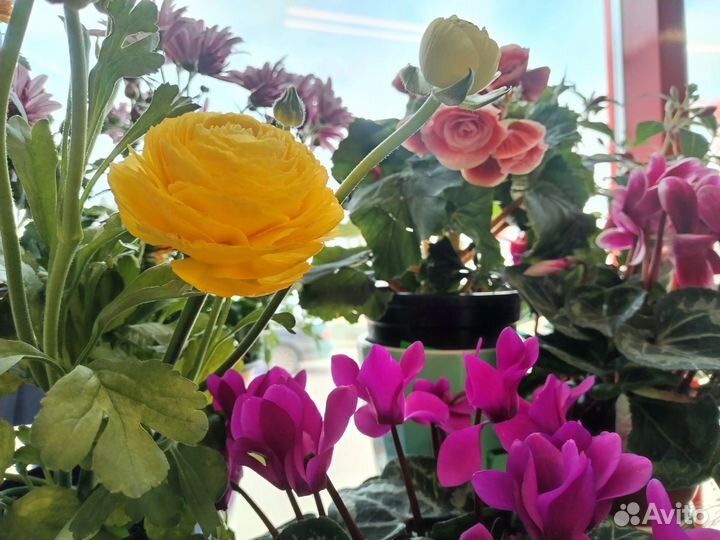 Растения для дома