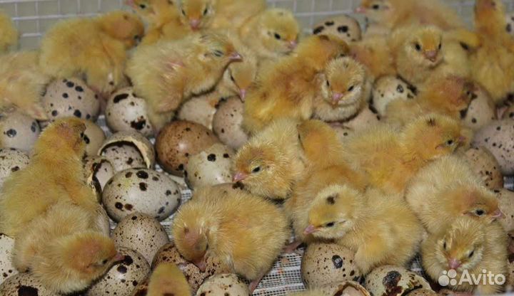 Перепела/Яйца