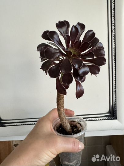 Эониум Шварцкопф