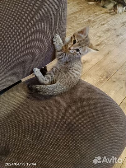 Котята