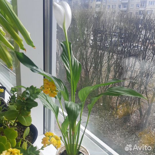 Комнатные растения цветы