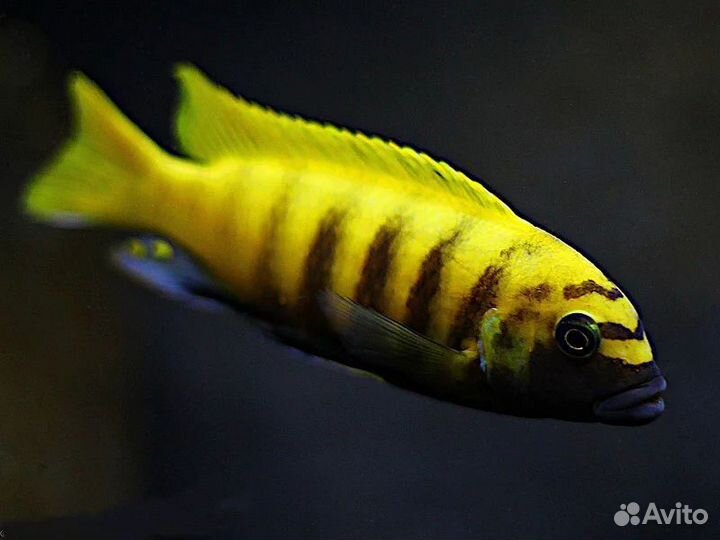 Малавийские цихлиды