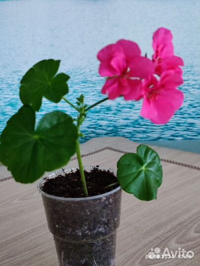 Пеларгония герань