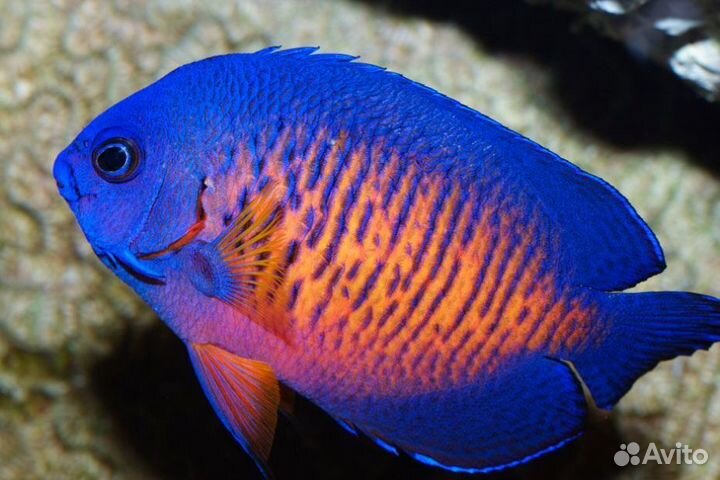 Центропиг двухколючковый