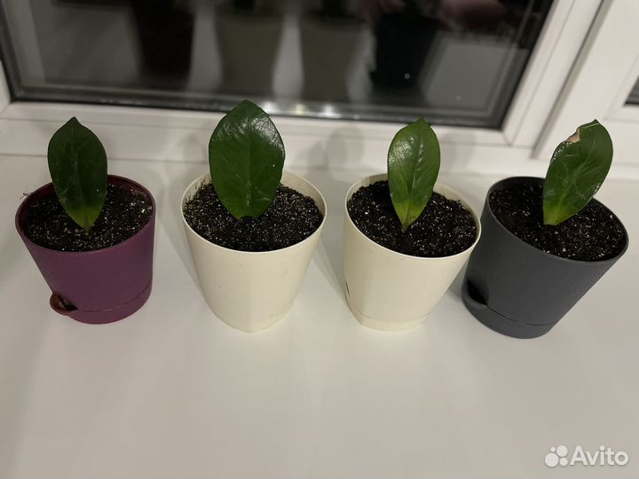 Замиокулькас (долларовое дерево)