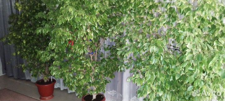 Комнатные цветы шефлера