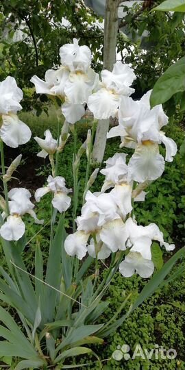 Ирисы многолетние цветы