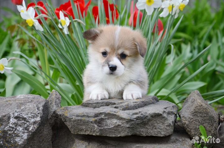 Малыши корги