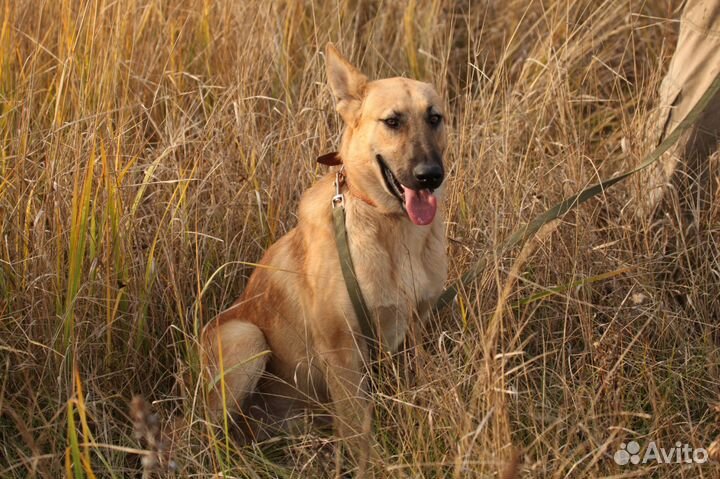 Собака в дар, добрый пес Арчи в добрые руки