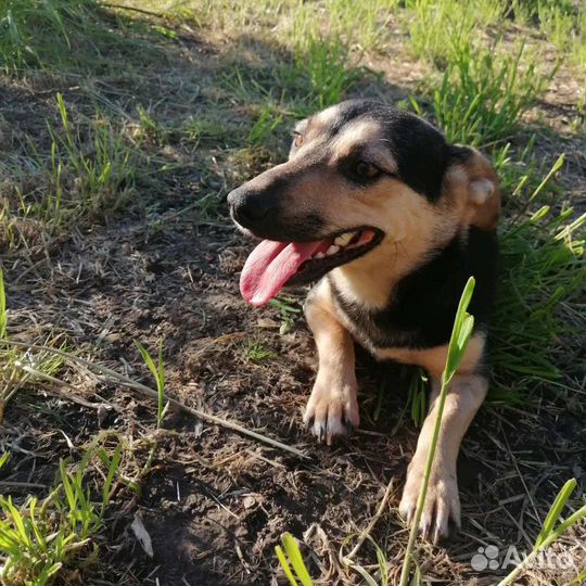 Маленькая собака