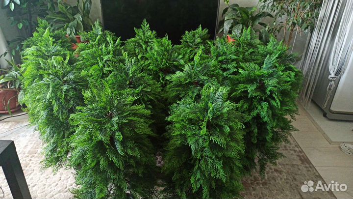 Туя, можжевельник, кипарис, ёлка