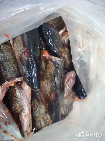 Рыбные головы. Рыбные отходы