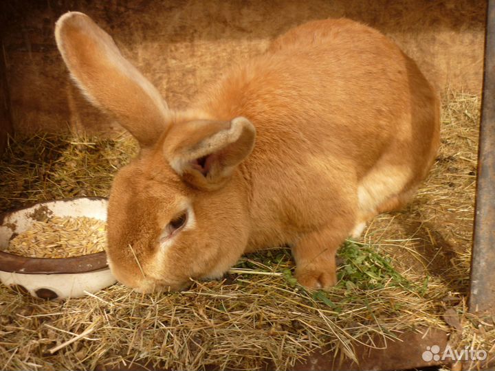 Кролики на развод