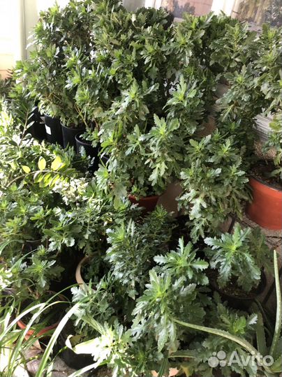 Каланхоэ, долгоцветущий