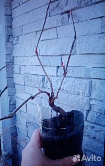 Девичий виноград